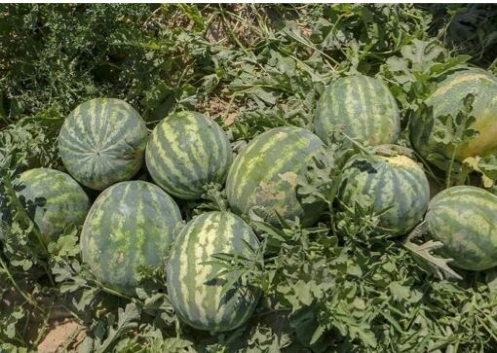 برداشت هندوانه در بخش رودخانه برداشت هندوانه در بخش رودخانه